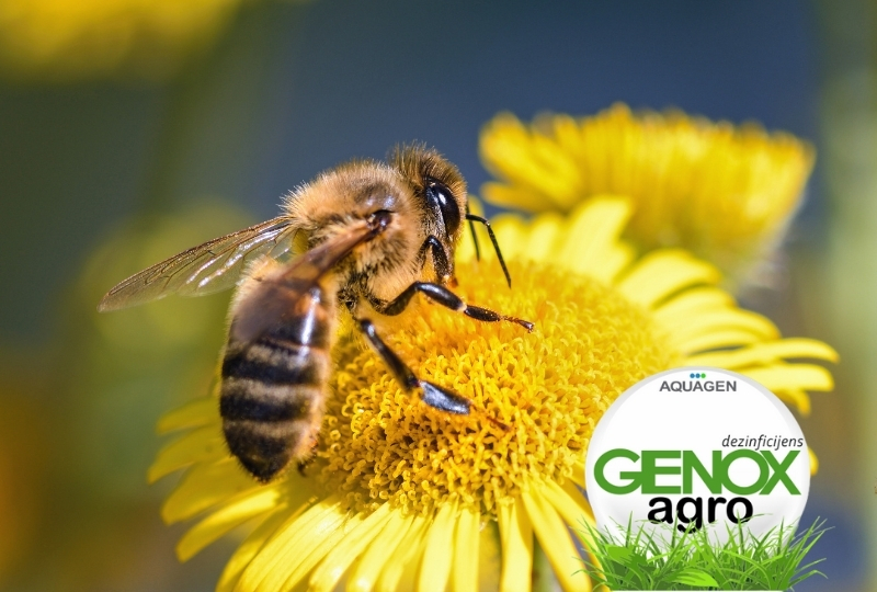 Genox agro – pčele ga vole