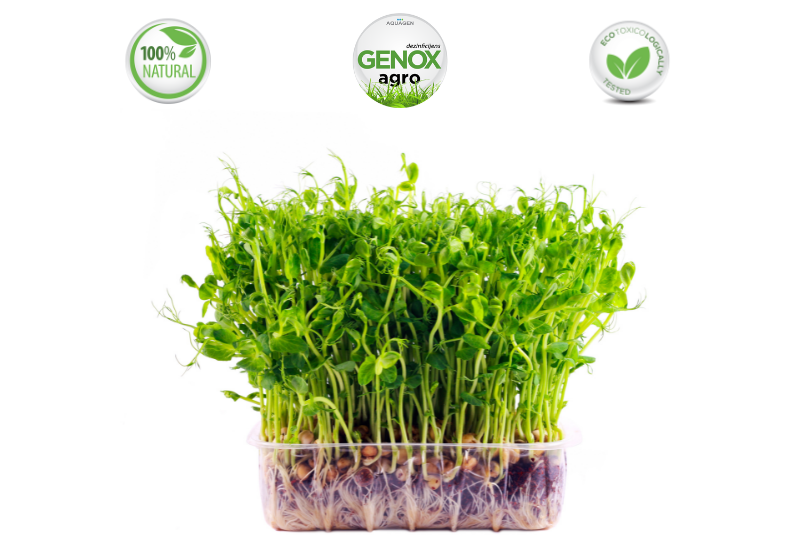 Uzgoj microgreensa (mikro povrća) na ekološki način